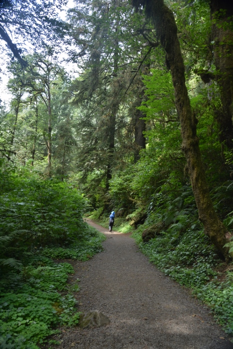 the path to the falls